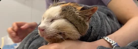 1번 고양이 이미지