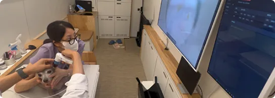 1번 고양이 이미지